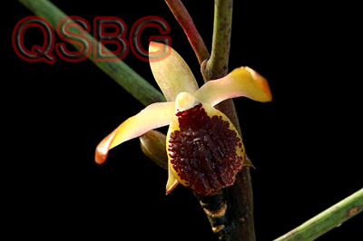 เอื้องลิ้นดำใหญ่ Luisia thailandica Seidenf.<br/>ORCHIDACEAE