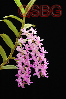 เอื้องช่อม่วง Micropera rostrata (Roxb.) N.P. Balakr.<br/>ORCHIDACEAE