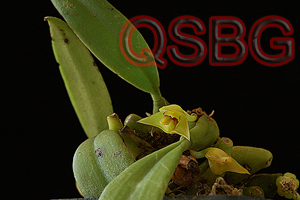 เอื้องนกกระจิบ Trias nasuta (Rchb.f.) Stapf<br/>ORCHIDACEAE