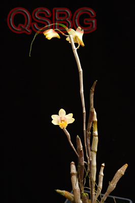 หวายจิตติมา Dendrobium chittimae Seidenf.<br/>ORCHIDACEAE