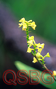 หวายเขียว Polystachya concreta (Jacq.) Garay & Sweet<br/>ORCHIDACEAE