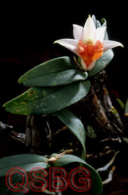 เอื้องแซะหม่น Dendrobium bellatulum Rolfe<br/>ORCHIDACEAE