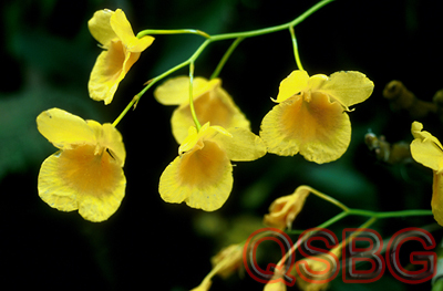 เอื้องคำป๊อก Dendrobium capillipes Rchb.f.<br/>ORCHIDACEAE