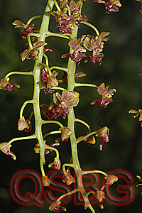 มังกรทอง Ornithochilus difformis (Wall. ex Lindl.) Schltr.<br/>ORCHIDACEAE