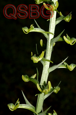 คูลู Habenaria lucida Wall. ex Lindl.<br/>ORCHIDACEAE