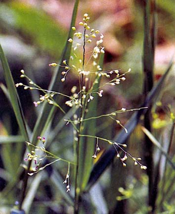 หญ้าประกับ Isachne globosa (Thunb.) Kuntze<br/>POACEAE (GRAMINEAE)