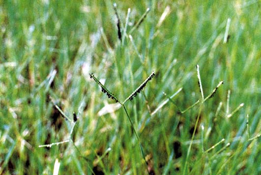 หญ้านมหนอน Paspalum vaginatum Sw.<br/>POACEAE (GRAMINEAE)