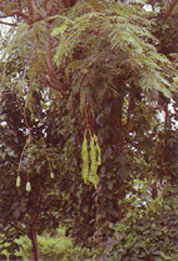 สะตอ Parkia speciosa Hassk.<br/>FABACEAE (LEGUMINOSAE-MIMOSOIDEAE)