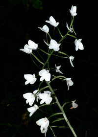 นางกราย Habenaria lindleyana Steud.<br/>ORCHIDACEAE