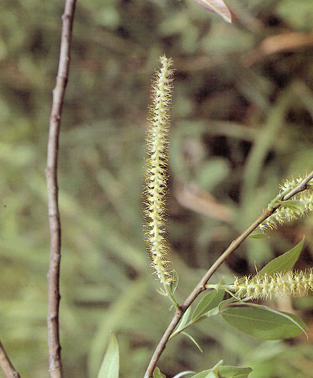 สนุ่น Salix tetrasperma Roxb.<br/>SALICACEAE
