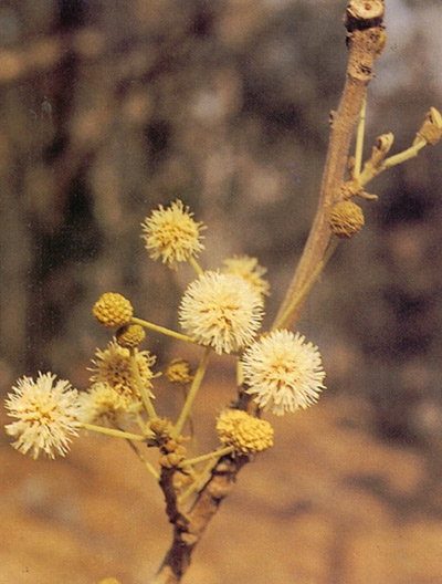 แดง Xylia xylocarpa Taub. var. kerrii Nielsen<br/>FABACEAE (LEGUMINOSAE-MIMOSOIDEAE)