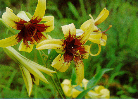 เจ้าแตรวง Lilium primulinum var. burmanicum Stearn<br/>LILIACEAE