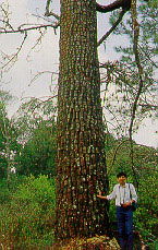 สนสองใบ Pinus merkusii Jungh.& de Vriese<br/>PINACEAE