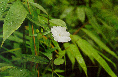หนามแน่ขาว Thunbergia fragrans Roxb.<br/>THUNBERGIACEAE