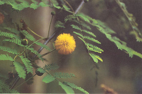 ดอกคำใต้ Acacia farnesiana (L.) Willd<br/>FABACEAE (LEGUMINOSAE-MIMOSOIDEAE)