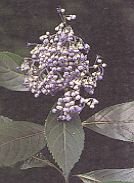 ฮ่อมดง Dichroa febrifuga Lour.<br/>HYDRANGEACEAE