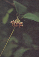 หัวใจทศกัณฐ์ Hoya kerrii Craib<br/>ASCLEPIADACEAE