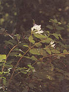 มะลุลี Jasminum pubescens Willd.<br/>OLEACEAE