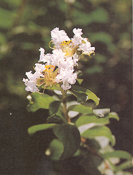 ยี่เข่ง Lagerstroemia indica Linn.<br/>LYTHRACEAE