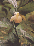 ยี่หุบ Magnolia coco (Lour.) DC.<br/>MAGNOLIACEAE