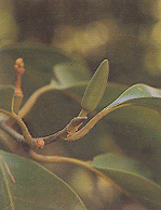 จำปี Magnolia x alba (DC.) Figlar <br/>MAGNOLIACEAE