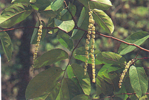 ไก๊ Homalium ceylanicum (Gardn) Benth.<br/>FLACOURTIACEAE