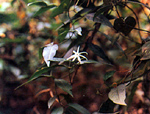 ผักแส้ว Jasminum adenophyllum Wall.<br/>OLEACEAE