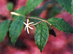 มะลิขน Jasminum craibianum Kerr<br/>OLEACEAE
