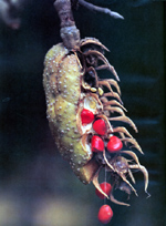 จำปีป่า Paramichelia baillonii (Pierre) Hu<br/>MAGNOLIACEAE