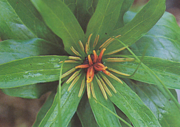 ตีนฮุ้งดอย Paris polyphylla Smith<br/>TRILLIACEAE