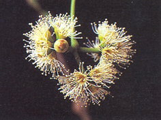 หว้า Syzygium cumini (L.) Skeels<br/>MYRTACEAE