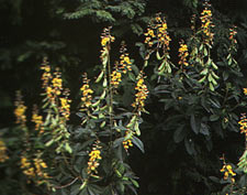 มะหิ่งเม่น Crotalaria spectabilis ssp. Parvibracteata Niyomdham<br/>FABACEAE (LEGUMINOSAE-CAESALPINIOIDEAE)