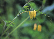 พาลี Dicentra scandens Walp.<br/>FUMARIACEAE