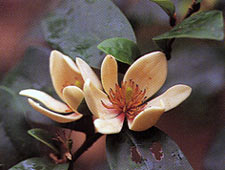 จำปีแขก Magnolia figo (Lour) DC.<br/>MAGNOLIACEAE