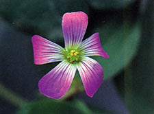 ผักแว่นดอย Oxalis corymbosa DC.<br/>OXALIDACEAE