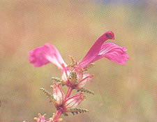 ชมพูเชียงดาว Pedicularis siamensis Tsoong<br/>SCROPHULARIACEAE