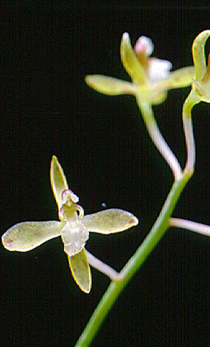 จุกพราหมณ์ Acriopsis indica Wight<br/>ORCHIDACEAE