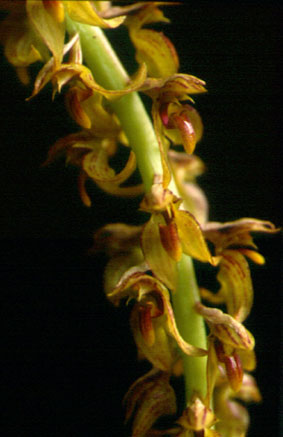 กีบม้าหลวง Bulbophyllum reclusum Seidenf.<br/>ORCHIDACEAE