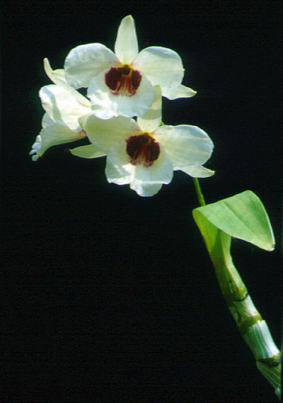 เอื้องผาเวียง Dendrobium albosanguineum Lindl.<br/>ORCHIDACEAE
