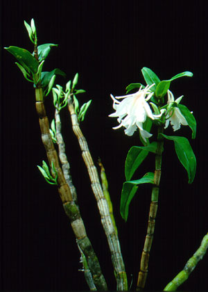 เอื้องเงิน Dendrobium draconis Rchb.f.<br/>ORCHIDACEAE