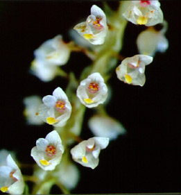 ตะขาบสองตะพัก Eria bipunctata Lindl.<br/>ORCHIDACEAE