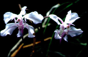 เอื้องนางเทียน Papilionanthe biswasiana (Ghose & Mukerjee) Garay<br/>ORCHIDACEAE