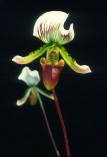 รองเท้านารีคางกบ Paphiopedilum callosum (Rchb.f.) Stein<br/>ORCHIDACEAE