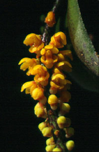 ช้างดำ Pomatocalpa spicatum Breda<br/>ORCHIDACEAE