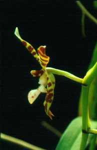 เอื้องเสือโคร่ง Staurochilus fasciatus (Rchb.f.) Ridl.<br/>ORCHIDACEAE