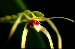 แมงมุมขาว Thrixspernum leucarachne Ridl.<br/>ORCHIDACEAE