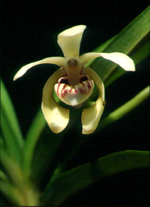 สะแล่ง Vanda pumila Hook.f.<br/>ORCHIDACEAE