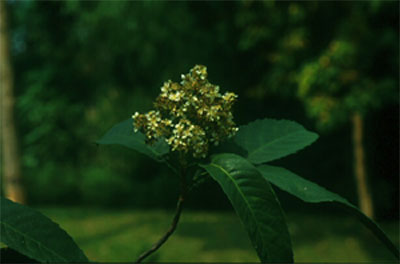 โล่ก๊วด Eriobotrya bengalensis (Roxb.)Hook.f.<br/>ROSACEAE