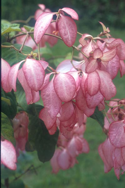 ดอนญ่าควีนสิริกิติ์ Mussaenda philippica 'Queen Sirikit'<br/>RUBIACEAE