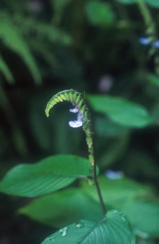 เฉวียนฟ้า Rhychoglossum obliquum bl.<br/>GESNERIACEAE